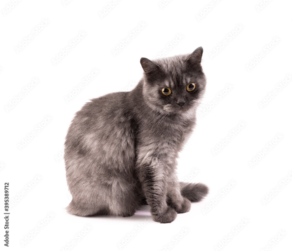 Fluffy gray Persian kitten cat is looking up and curious aware of stranger things around on white backgrounds.