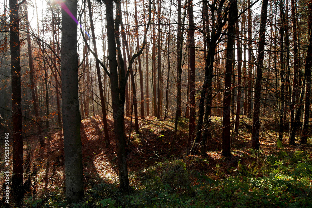Fototapeta premium Piękny sosnowy las jesienią