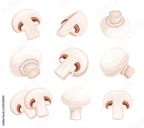 Set of champignon mushrooms isolated on black brown background, vector illustration