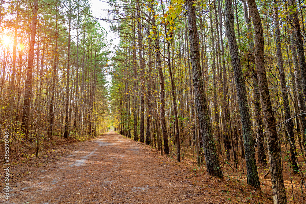 Deserted forest path with focus on mid foreground Deserted forest path with focus on mid foreground
