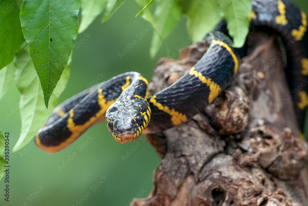 boiga snake dendrophilia in defensive mode, the gold-ringed cat snake,venomous snake boiga snake dendrophilia in defensive mode, the gold-ringed cat snake,venomous snake