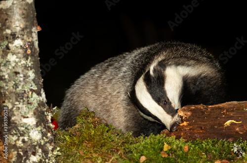 Badger, Scientific name, Meles Meles. Wild, native badger foraging on a decaying log at night time. Facing forward with green moss and Silver Birch tree covered in lichen. Space for copy.