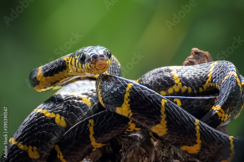 boiga snake dendrophilia in defensive mode, the gold-ringed cat snake,venomous snake