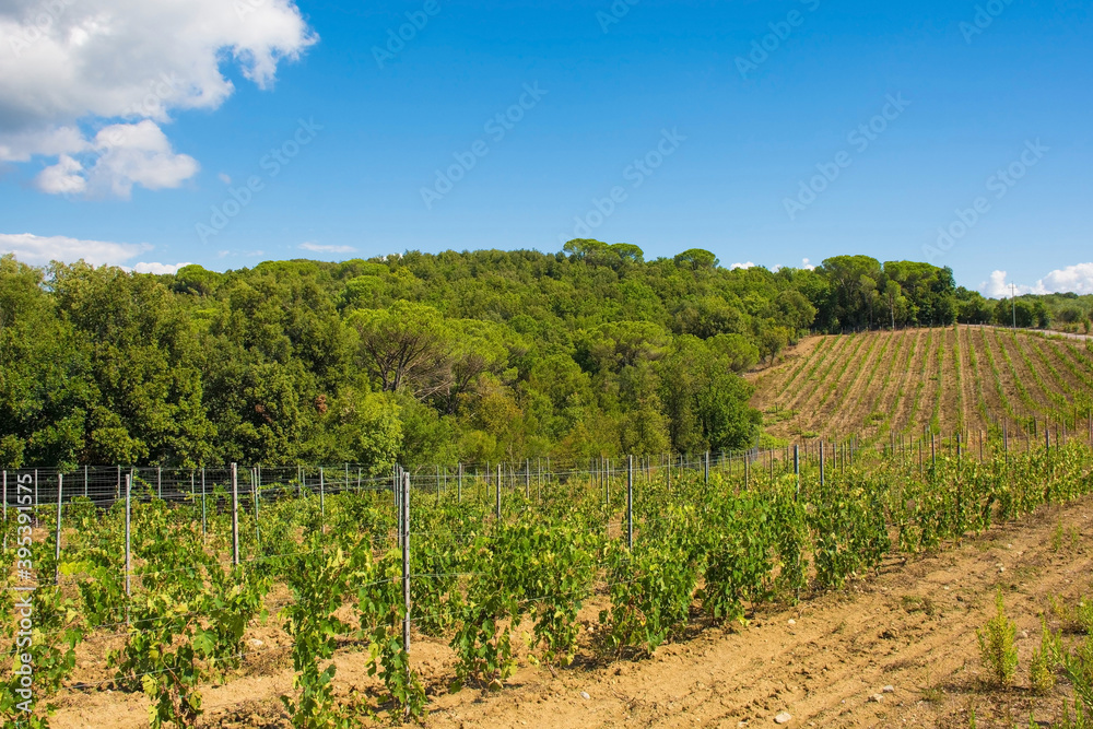 Fototapeta premium Late summer grape vines near the historic village of Murlo, Siena Province, Tuscany, Italy 