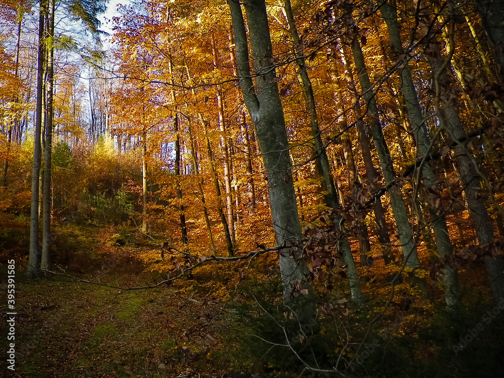 Obraz premium Autumnal forest landscape.