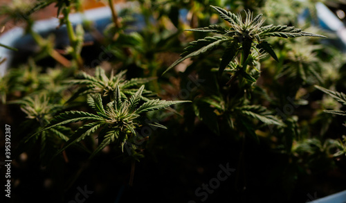 Cannabis plants grows indoor. Cultivation of medical marijuana 