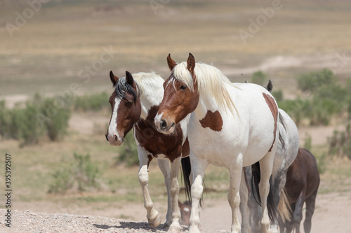 Wild Horses in the Utah Desert