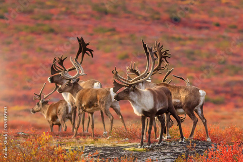 Curious herd of Barrenland Caribou keep an eye out for predators in Canada's Northwest Territories photo