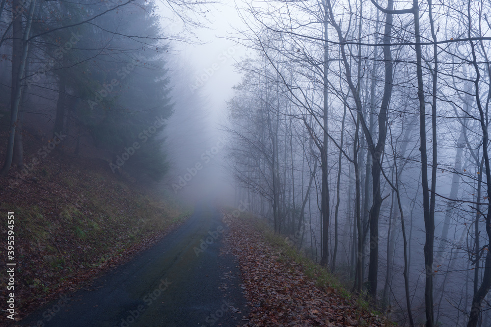 Obraz premium Panorama of foggy forest. Fairy tale spooky looking woods in a misty day. Cold foggy morning in horror forest