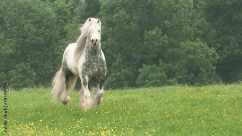 Gypsy Cob horse herd with stallion and mares