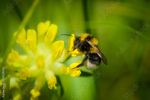 Bumble bee on an alpine flower