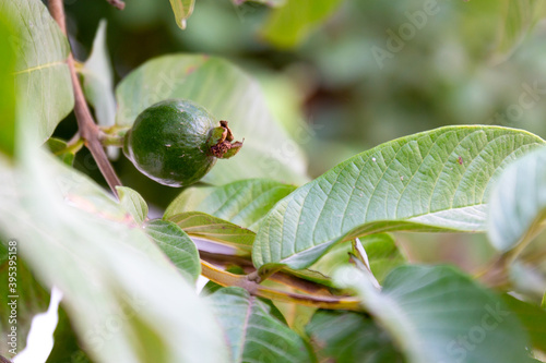Feijoa fruit on a branch. Also known as pineapple guava, guavasteen. Selective focus