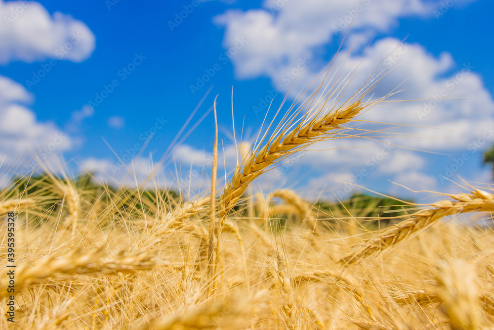 Spikelets winter wheat (Triticum L.) on the private sector in the summer Spikelets winter wheat (Triticum L.) on the private sector in the summer