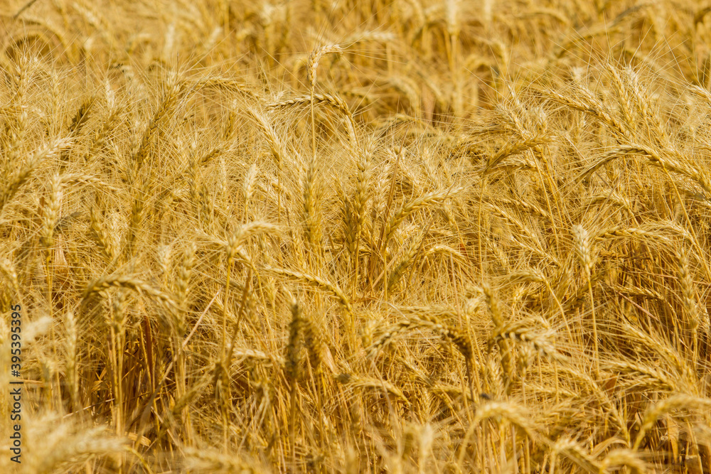 Spikelets winter wheat (Triticum L.) on the private sector in the summer Spikelets winter wheat (Triticum L.) on the private sector in the summer