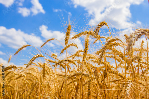 Spikelets winter wheat  Triticum L.  on the private sector in the summer