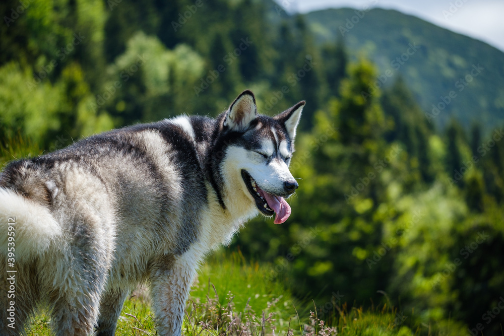 Beautiful Alaskan Malamute dog in the mountains