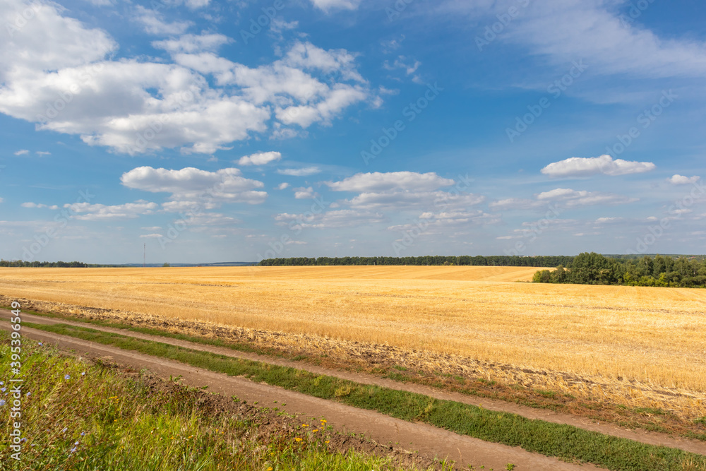 Harvested wheat field under a blue sky. Rural landscape.