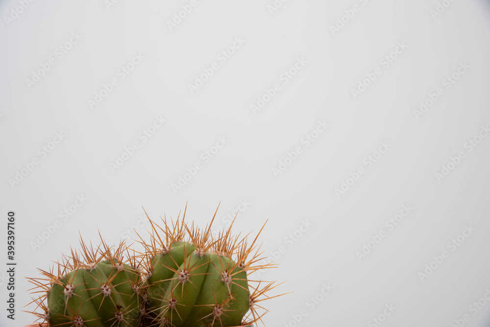 two beautiful cactus natural in writing space two beautiful cactus natural in writing space