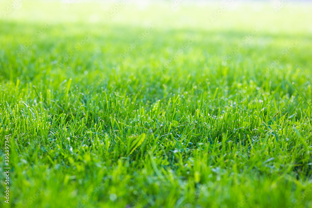 Green grass closeup in a field