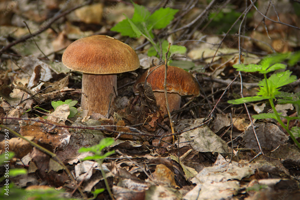 Two porcini mushrooms grow in the forest among fallen leaves Two porcini mushrooms grow in the forest among fallen leaves