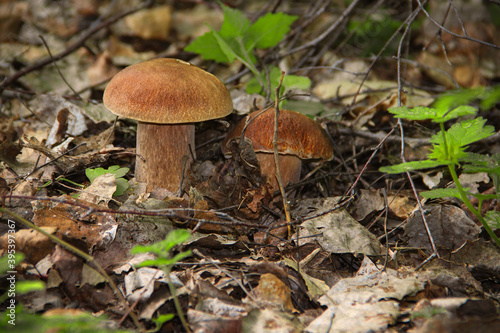 Two porcini mushrooms grow in the forest among fallen leaves
