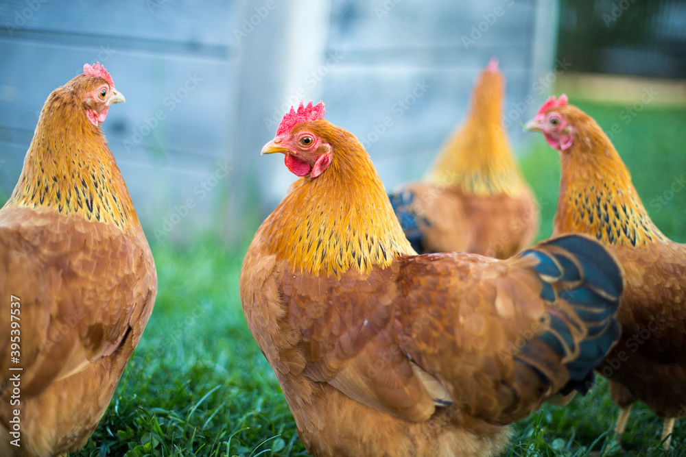 Fototapeta premium Gartenhühner