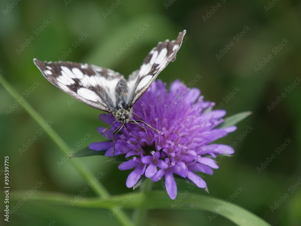 Papillon blanc et noir posé sur une fleurs Papillon blanc et noir posé sur une fleurs