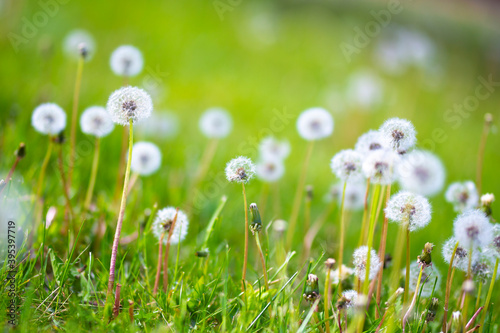 Dandelions in a field of green grass