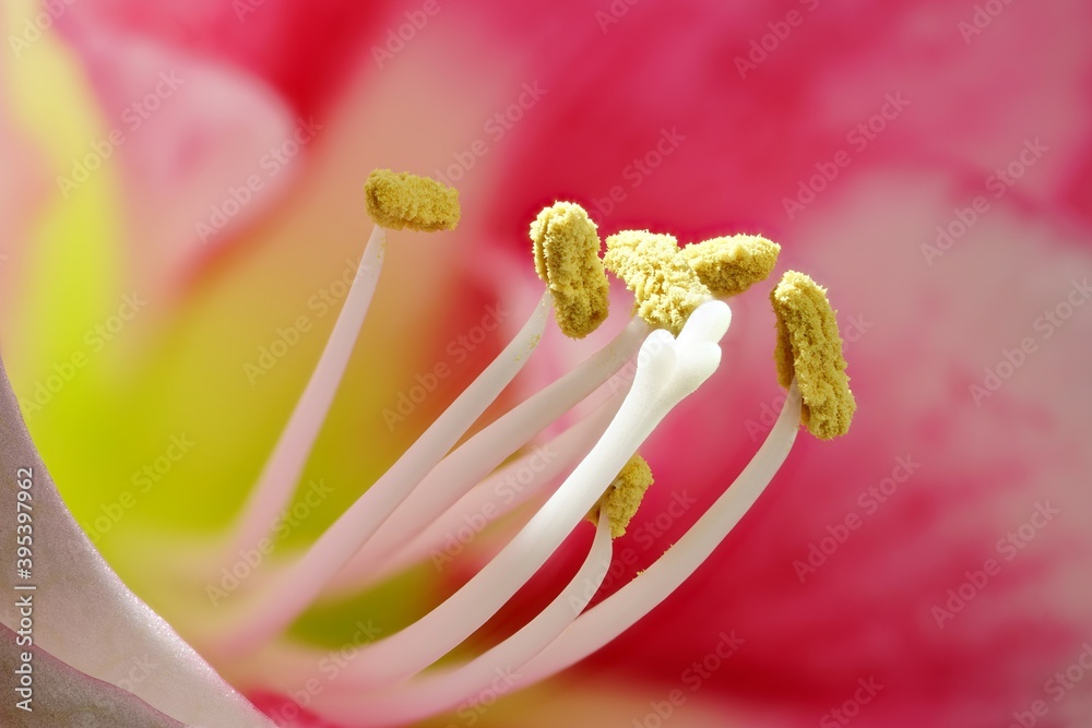 close-up of pink and white amaryllis blossom with petals and stamen