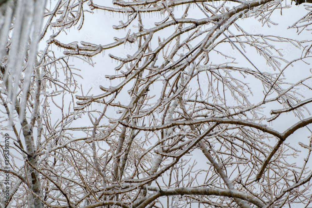 Freezing rain. Icy tree branches after an icy rain. Natural disaster. Freezing rain. Icy tree branches after an icy rain. Natural disaster.