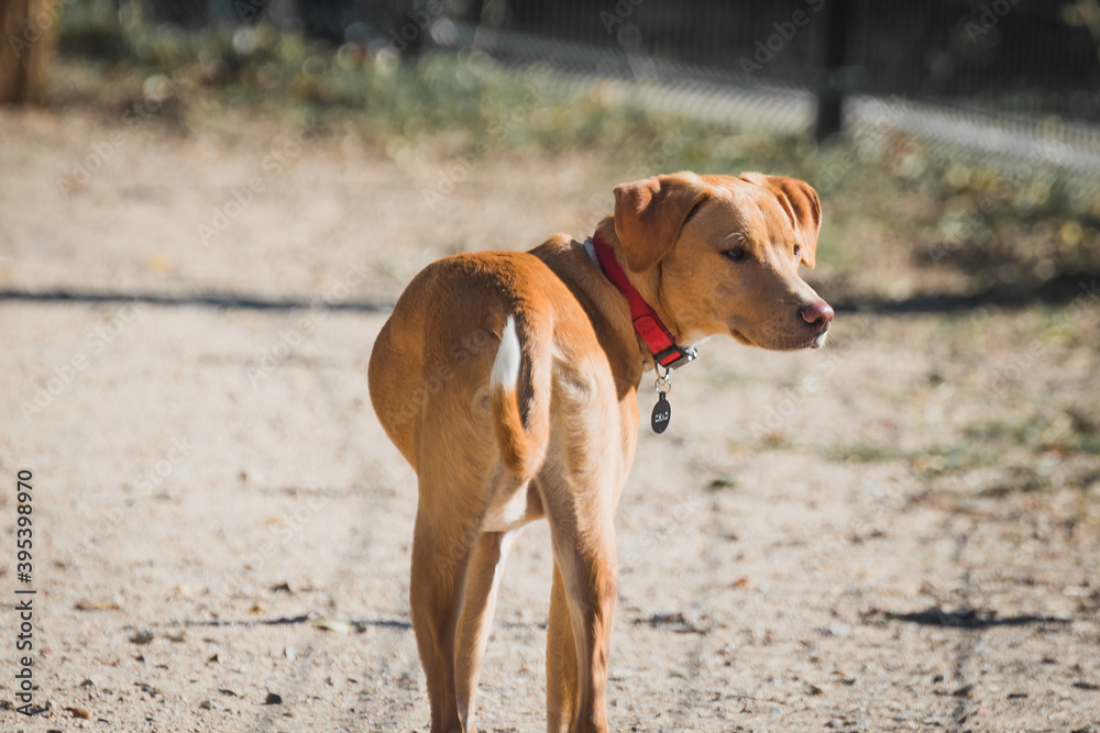 jack russell terrier