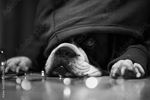 hooded boxer dog reper. Black and white photo