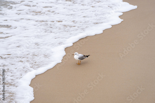 Fototapeta Naklejka Na Ścianę i Meble -  A seagull on the beach looks at the wave.