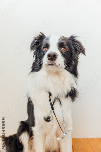 Puppy dog border collie with stethoscope on white wall background indoor. Little dog on reception at veterinary doctor in vet clinic. Pet health care and animals concept. © Юлия Завалишина