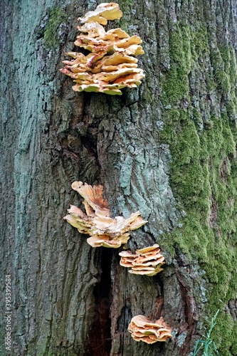Bark on the trunk of an old tree with tinder fungi.