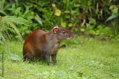 Agouti (Dasyprocta) Costa Rica