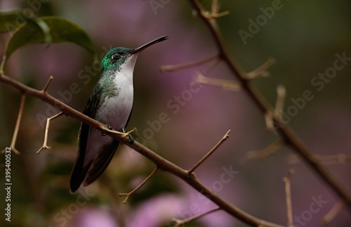 Amazillia franciae (Andean emerald) Ecuador  photo