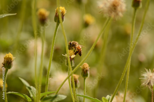 Lengua de abeja  © Maleny Anistro 
