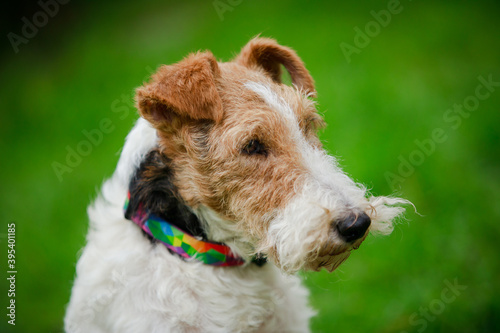 Close up portrait of a fox terrier dog that looks to the side. The dog has a colored collar around its neck. Outdoors in the park on a blurred background of green grass.