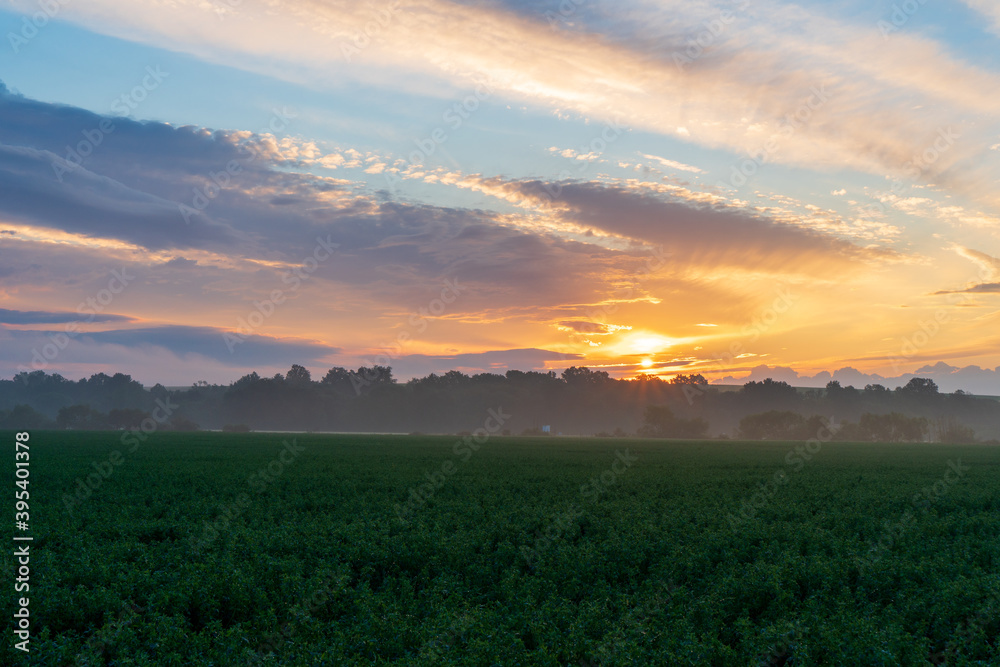 green rapeseed field leading to the beautiful sunrise sky