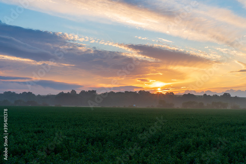 green rapeseed field leading to the beautiful sunrise sky