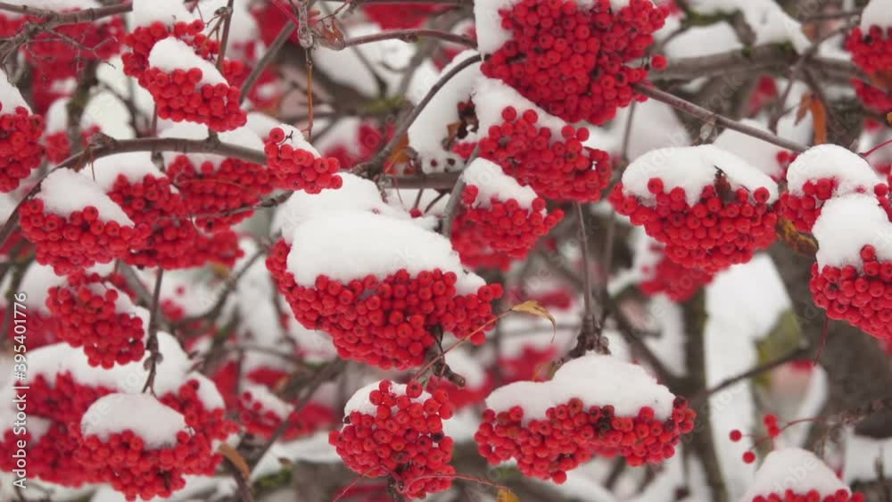 Vibrant red rowan berries on the branches are covered with the first white December snow