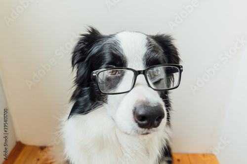 Studio portrait of smiling puppy dog border collie in eyeglasses on white background at home. Little dog gazing in glasses indoor. Back to school. Cool nerd style. Funny pets animals life concept.