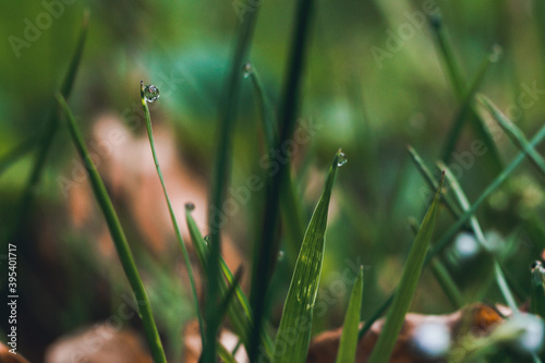 grass after rain