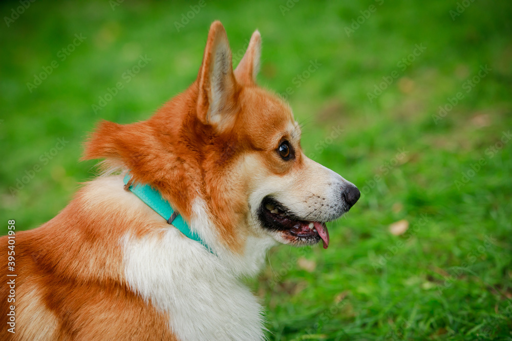 Profile portrait of adorable Pembroke Welsh Corgi dog on blurred green grass background. Close up of a dog's muzzle in a turquoise collar with his tongue hanging out.