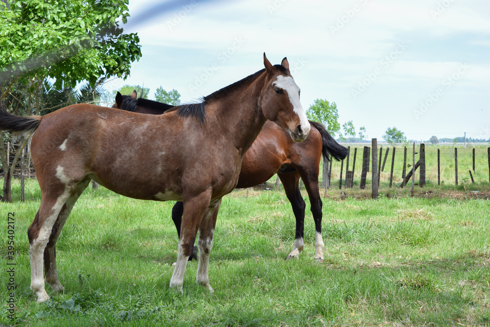 Obraz premium Caballos en el campo Argentino.
