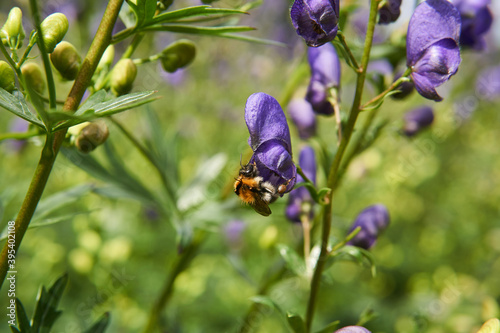 bumblebee on aconite flower close up photo