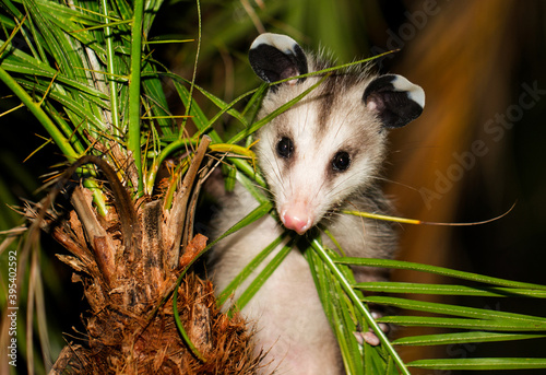 Baby opossum on a palm tree 