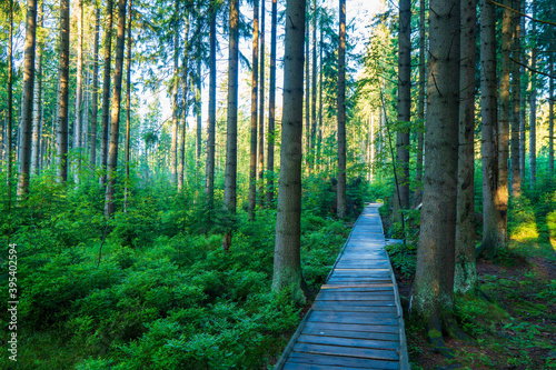 A wooden pathway trough the coniferous forest in summer jeseniky.