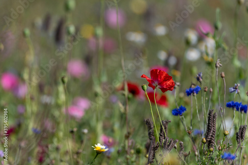 Field of wildflowers in Sweden